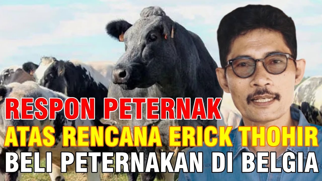 
                                 Reaksi-Peternak-Menanggapi-Rencana-Erick-Thohir-Beli-Peternakan-Sapi-Belgia